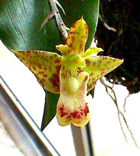 Polystachya maculata
